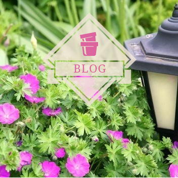Garden Blog
