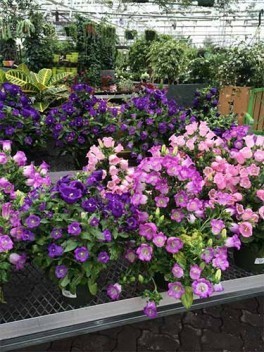 Delhi Garden Centers