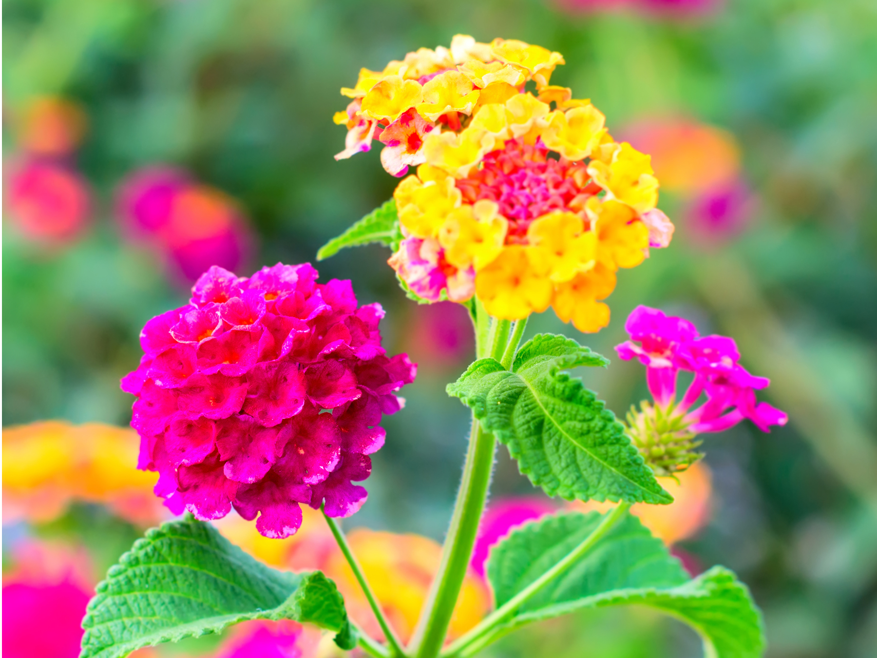 Image of Lantana heat loving annual