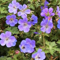 WaltersGardens-HI14795-GeraniumRozannePP12175