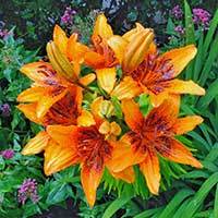 asiatic-lily-flower