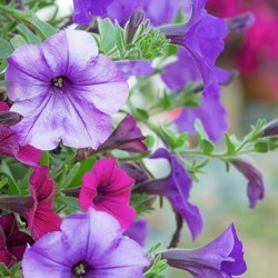 caring for potted annuals