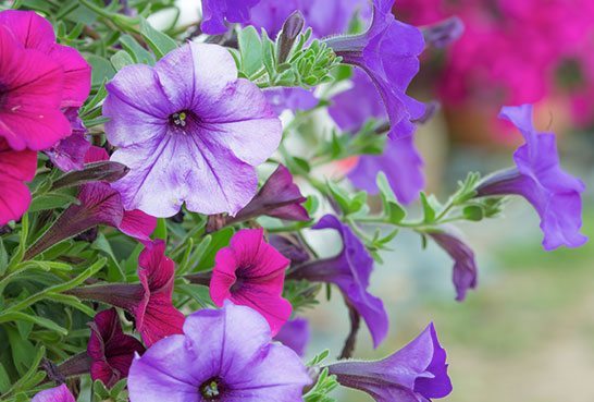 caring for potted annuals