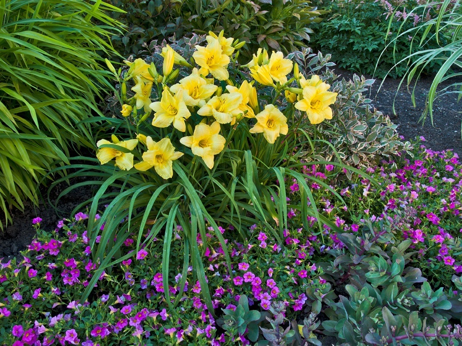 front yard daylily bed design