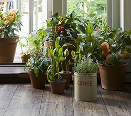 indoor plants - featured image