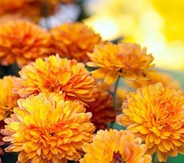 mums - featured image