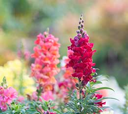 When is the best time to plant annuals? We'll tell you!